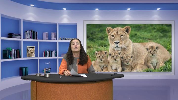Thumbnail image for Lioness & You On The Watch: Stoughton Deserves Better